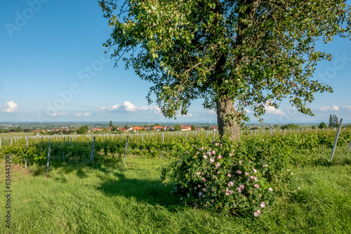 Blick über Weinfelder in die Vorderpfalz