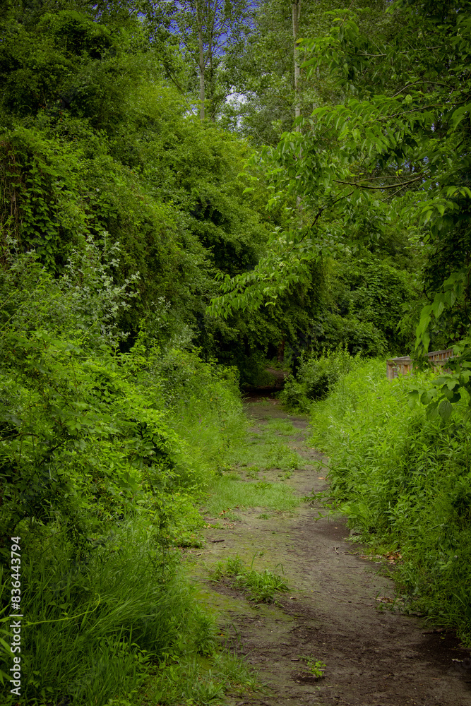 Naklejka premium path in the woods