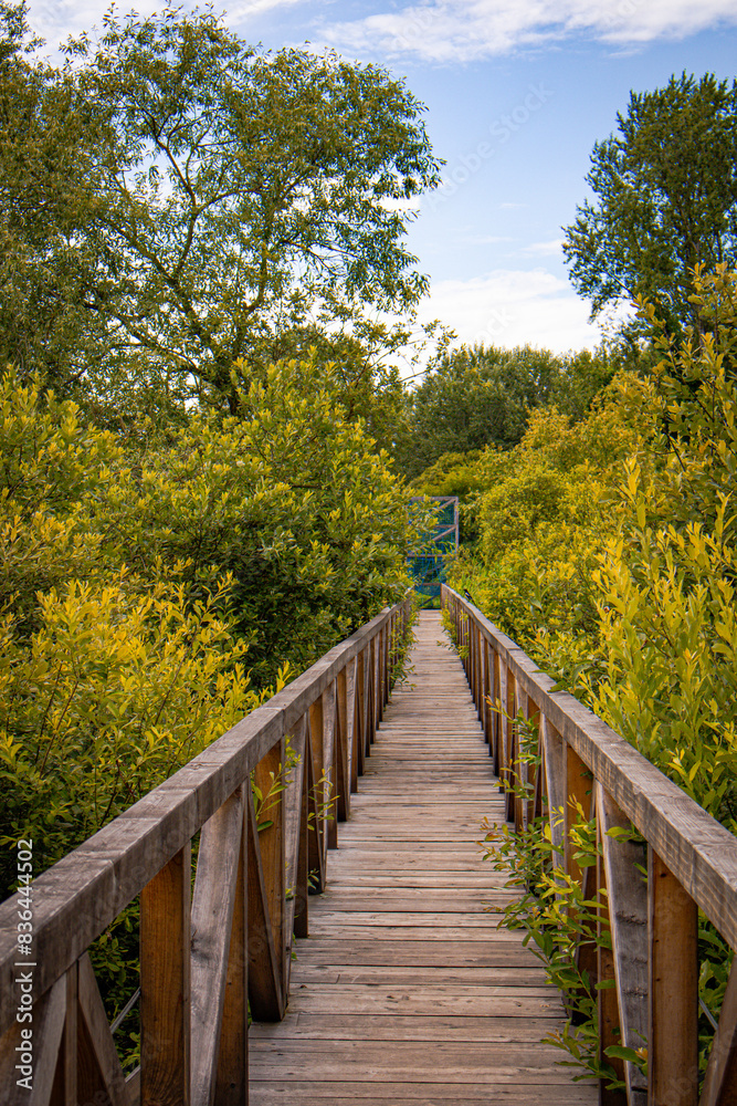Obraz premium wooden bridge in the forest