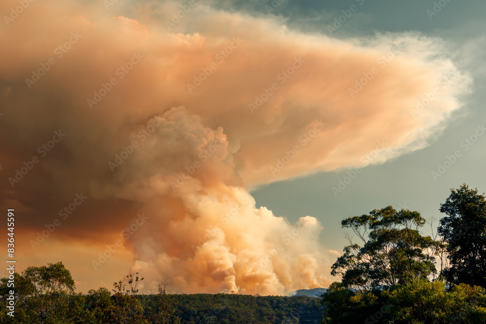 Obraz premium Photograph of controlled bush fire hazard reduction burning by the Rural Fire Service in the Blue Mountains in NSW, Australia.