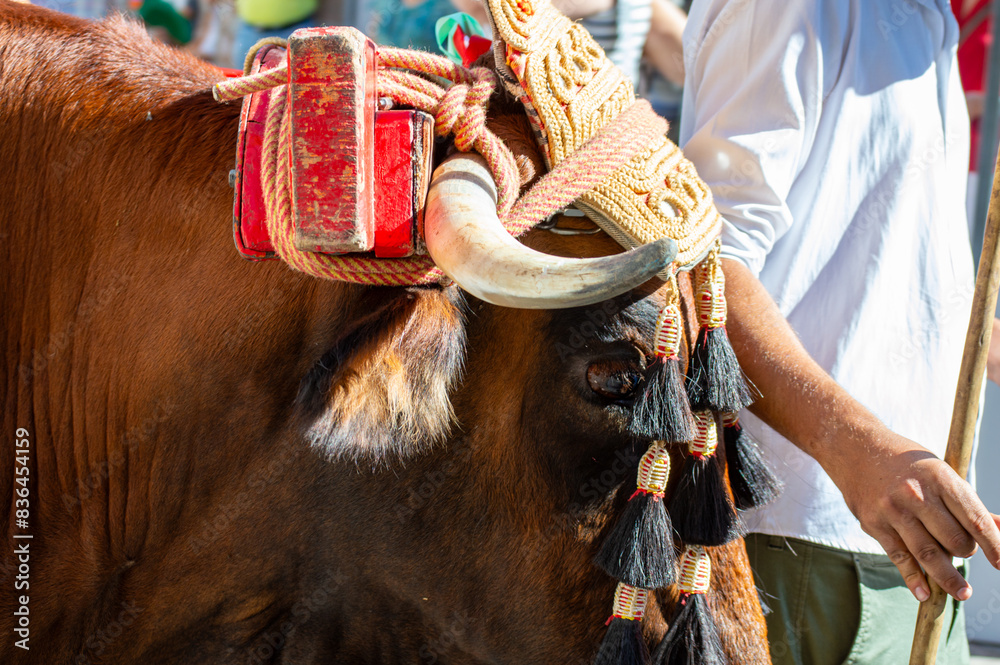 Obraz premium Pilgrims in the traditional Romeria of San Miguel festival (Romeria de San Miguel) as the first day of fair in Torremolinos, Spain