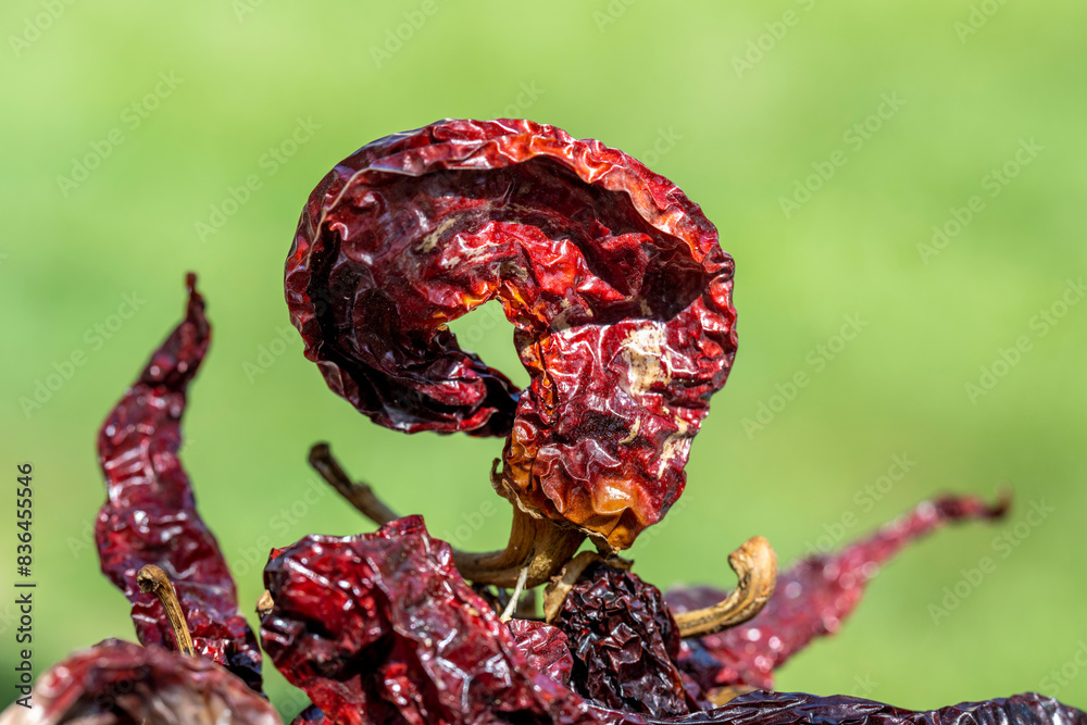Artistic photo of hot dried peppers. The peppers are in the pile. Green blurred background with space for text. Artistic photo of hot dried peppers. The peppers are in the pile. Green blurred background with space for text.