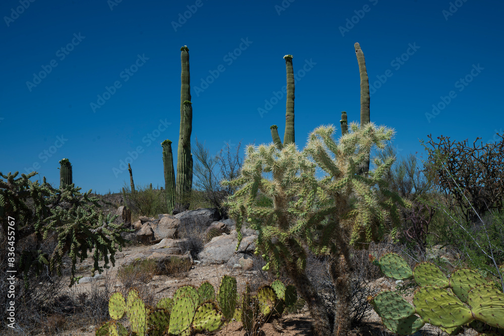 cholla, saguaro bloom and prickly pear cacti in Tucson Arizona