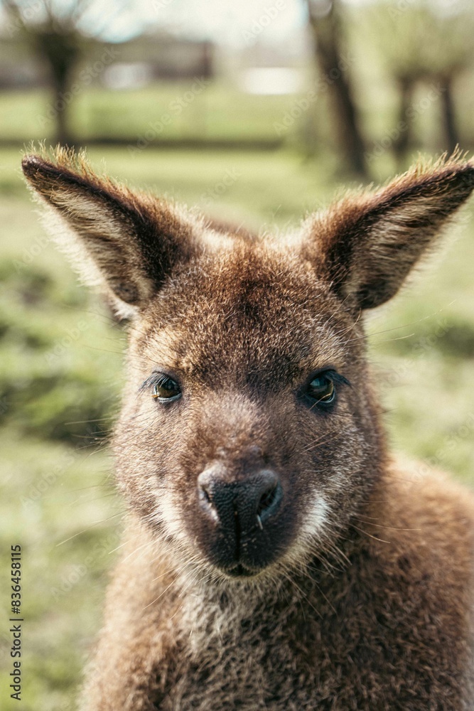 kangaroo portrait kangaroo portrait