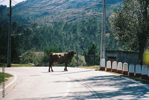 Analog Photo of a Cachena Cow Standing in the Middle of the Road, Gazing at the Camera in Northern Portugal photo