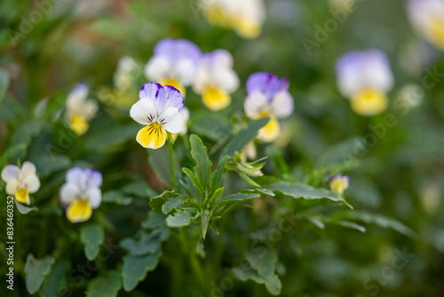 Colorful flowers in the garden.
