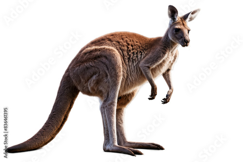 A full-bodied kangaroo stands alert, its fur details sharply visible on a transparent, white background, png