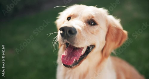 Relax, dog or pet outdoor on grass panting for happy, healthy and care free in park for summer fun. Animal, puppy or golden retriever in nature calm for break, rest and comfortable in backyard