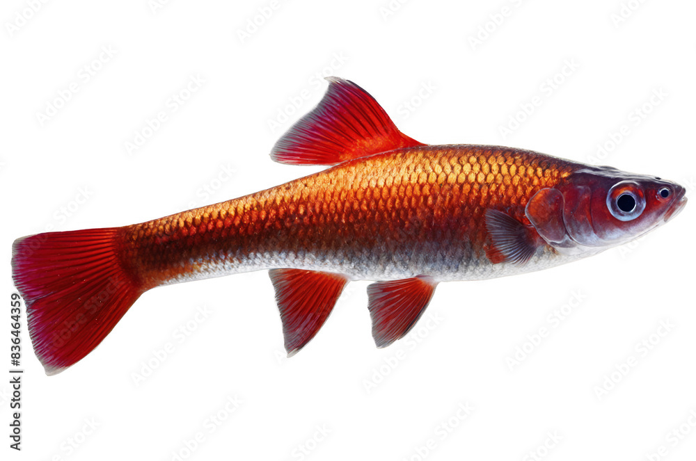A vivid red-tailed fish with striking fins and scales, presented on a transparent white background suitable for png use A vivid red-tailed fish with striking fins and scales, presented on a transparent white background suitable for png use