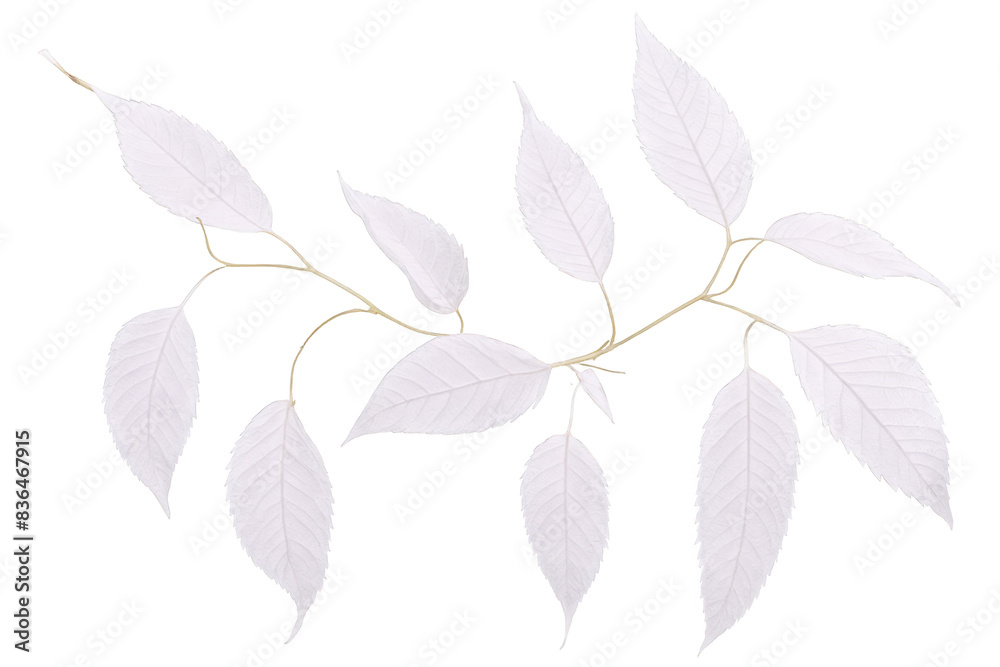 A delicate silhouette of a leafy branch, artful and transparent on a png white background A delicate silhouette of a leafy branch, artful and transparent on a png white background