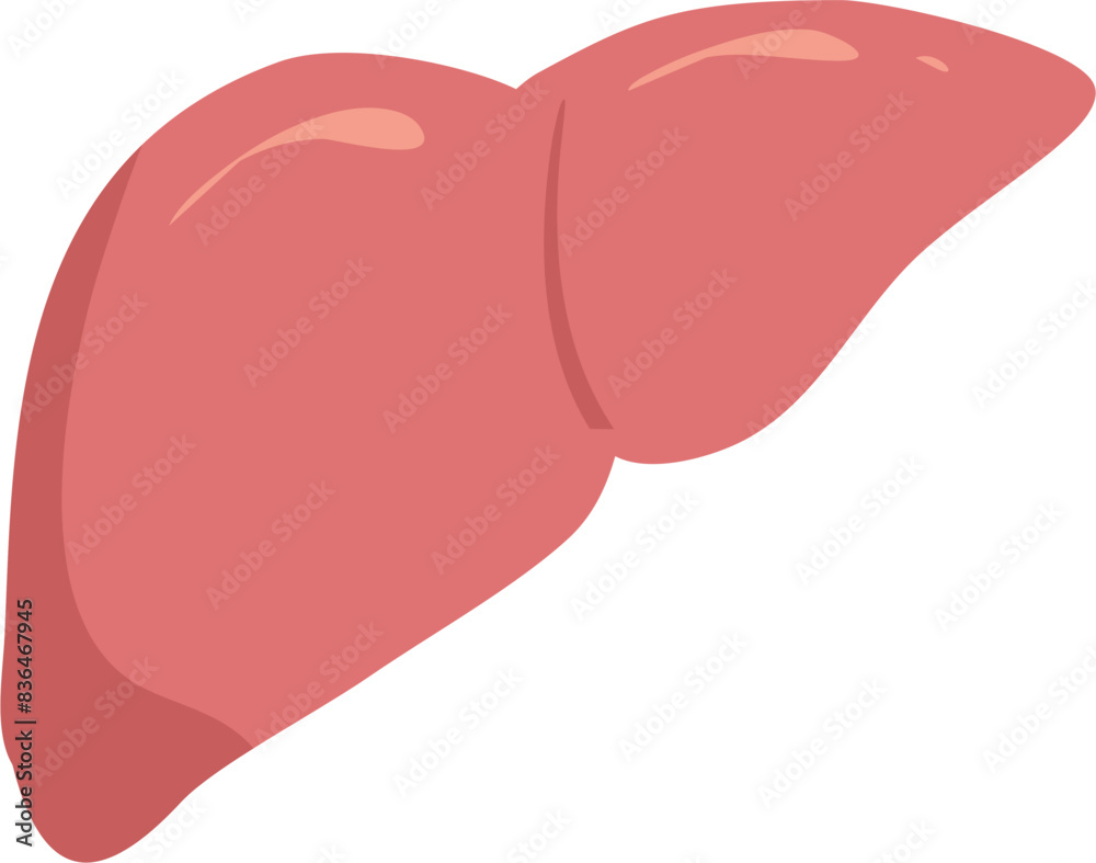 Human organ Illustration. Liver clipart. Human organ Illustration. Liver clipart.