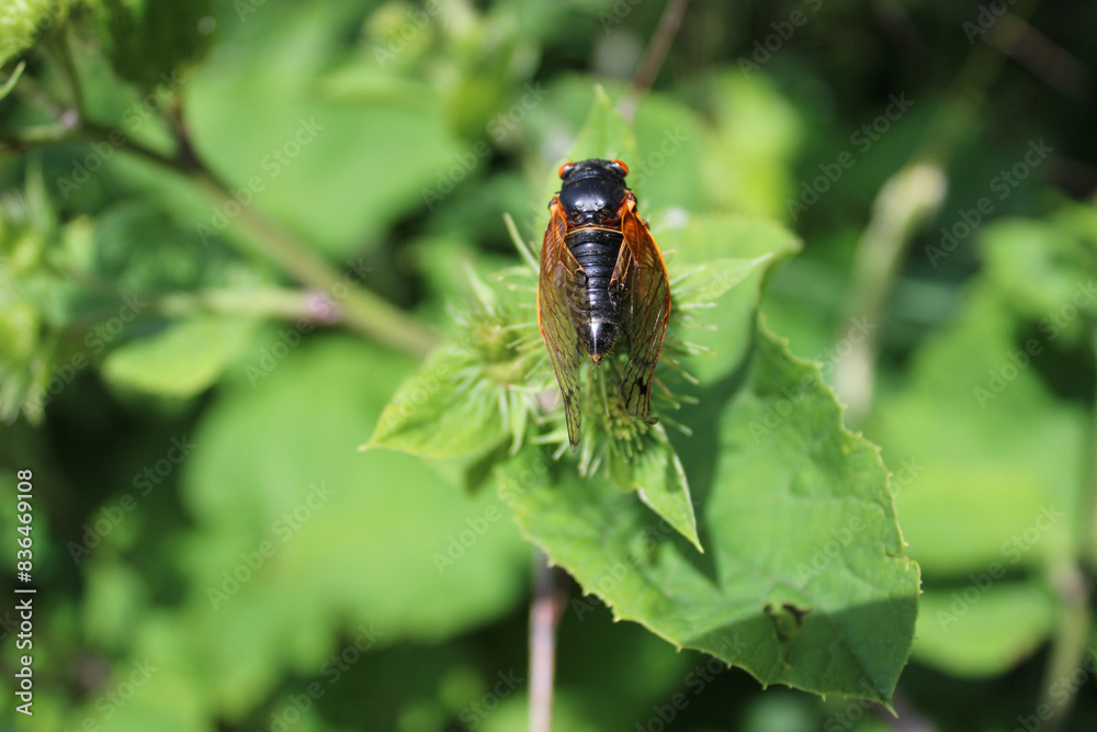 17-year cicada resting on leaves in bright sun at Camp Ground Road Woods in Des Plaines, Illinois 17-year cicada resting on leaves in bright sun at Camp Ground Road Woods in Des Plaines, Illinois