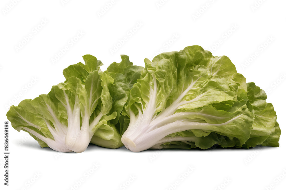 Two heads of fresh green lettuce against a transparent png, white background for culinary use Two heads of fresh green lettuce against a transparent png, white background for culinary use