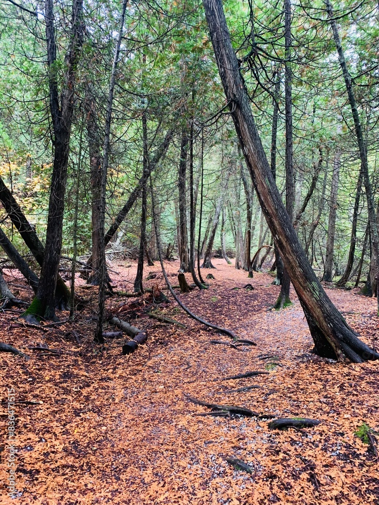 Fototapeta premium autumn in the forest