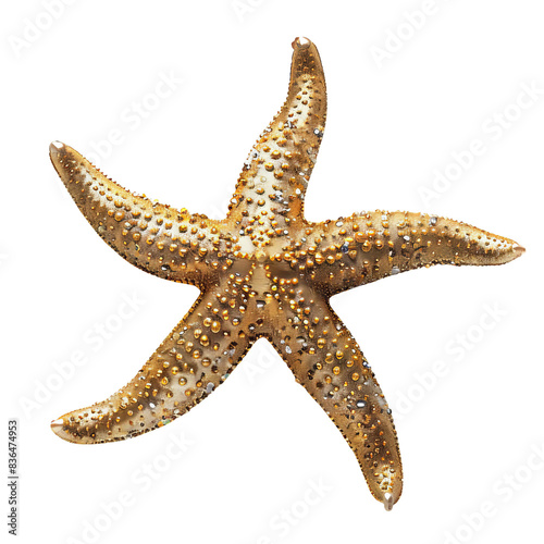 A golden starfish isolated on a black background.