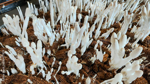 a group of enoki mushrooms that grow on corn cobs. ready to cook