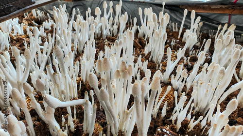 a group of enoki mushrooms that grow on corn cobs. ready to cook