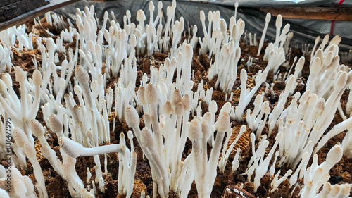 a group of enoki mushrooms that grow on corn cobs. ready to cook