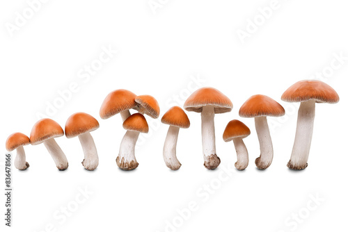 Line of fresh mushrooms with detailed caps and stems on a transparent png, white background photo