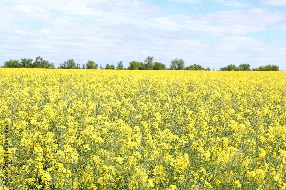 Beautiful rapeseed flowers blooming in field under blue sky Beautiful rapeseed flowers blooming in field under blue sky