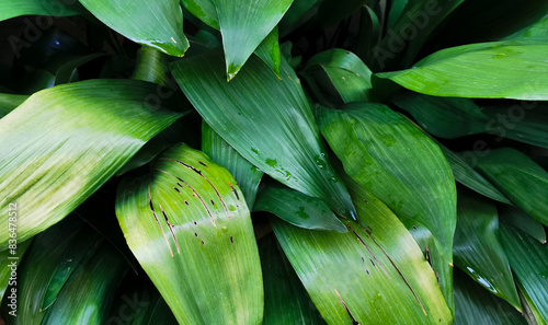 Obraz na plátně Aspidistra grandi verdi foglie si intrecciano bagnate dalla pioggia