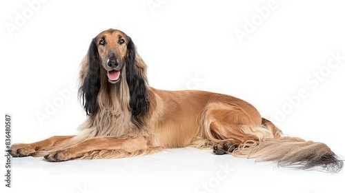Wallpaper Mural Afghan Hound on white background Torontodigital.ca