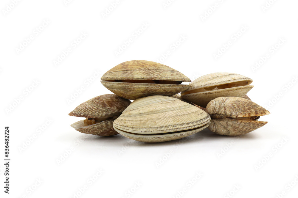 Closed up fresh baby clams, venus shell, shellfish, carpet clams, short necked clams, as raw food from the sea are the seafood ingredients. fresh clams Background. Closed up fresh baby clams, venus shell, shellfish, carpet clams, short necked clams, as raw food from the sea are the seafood ingredients. fresh clams Background.