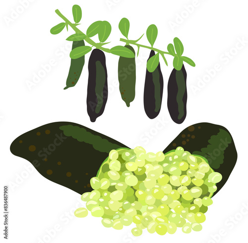 finger lime, Australian finger lime, citrus australasica,  caviar lime, black and green, hand-drawn vector illustration isolated 