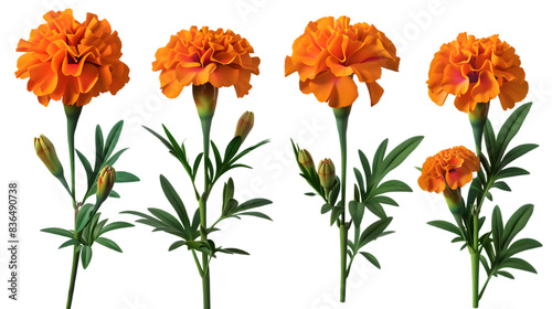 four set of marigolds, isolated on transparent background