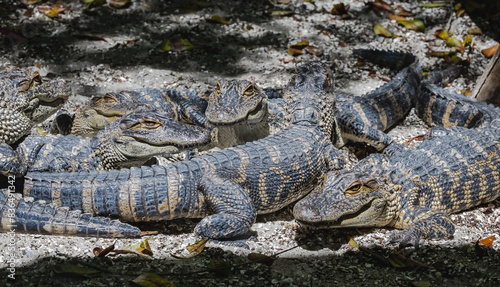 Baby Alligators from a clutch hiding in the grass at Okefenokee Swamp park with mother alligator nearby. 