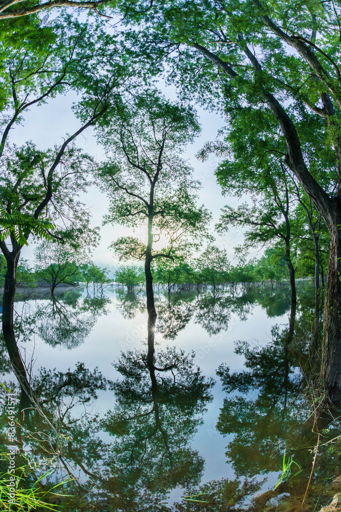 新緑の白川湖水没林