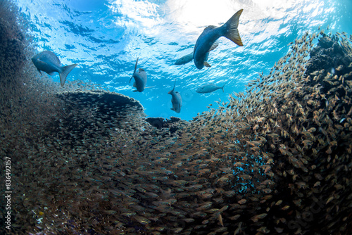 Large school of glassfish swimming in the crystal clear water, Australia photo