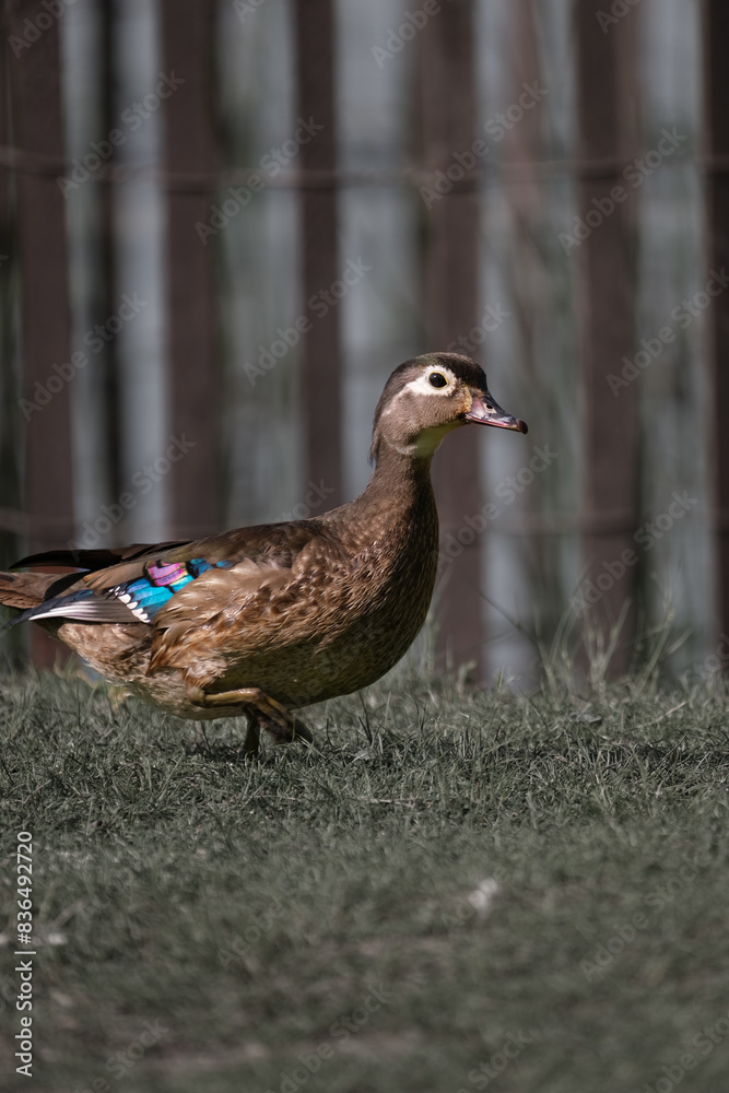 duck in the park duck in the park