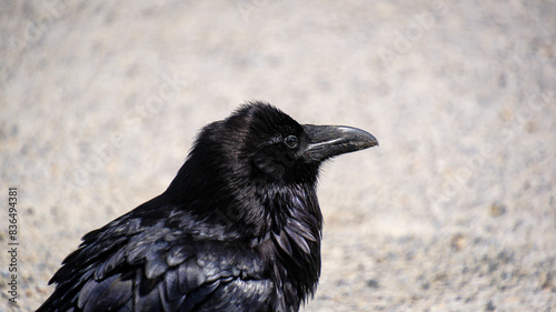 crow on the ground