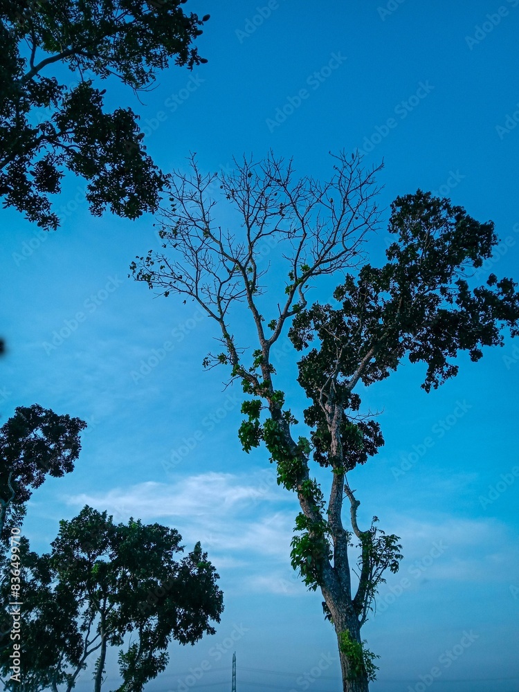 mahagoni trees and blue skies are bright and clean. healing vibes. nature wallpapers. Vertical. Tower pole. Nature view in countryside. Summer vacation. 