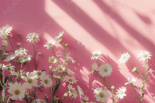 white chamomile flowers on pink background in sunlight © Anayat