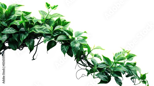 Jungle vines flowing on white background    