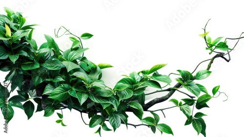 Jungle vines flowing on white background    