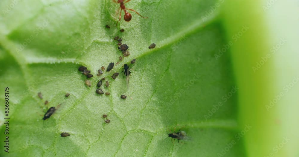 Plant Attacked by Aphid on Rhubarb Leaves Plant Attacked by Aphid on Rhubarb Leaves