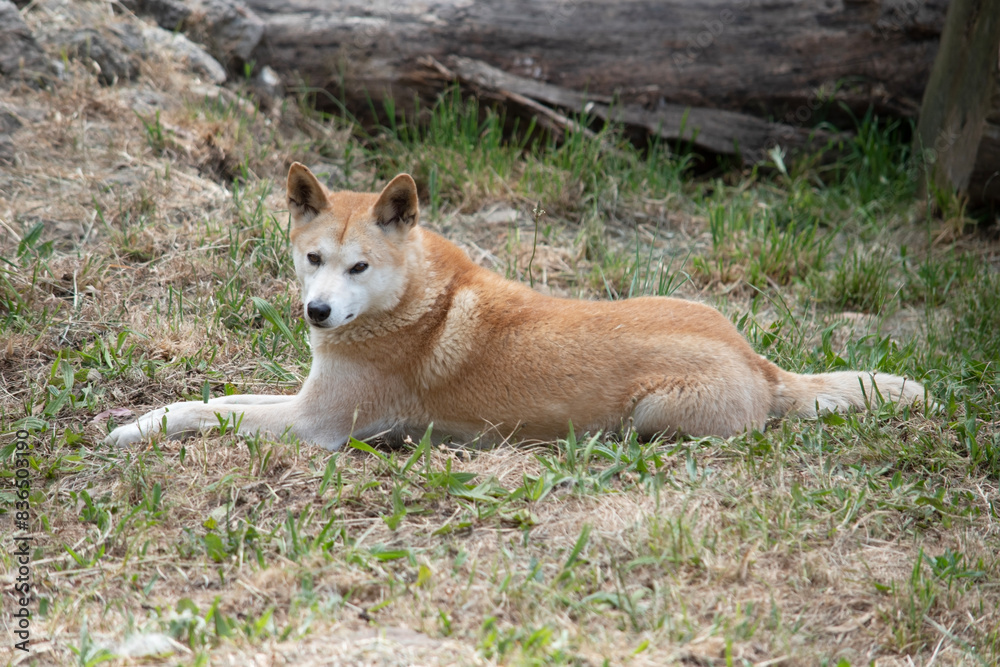 Dingos have a long muzzle, erect ears and strong claws. They usually have a ginger coat and most have white markings on their feet, tail tip and chest. Dingos have a long muzzle, erect ears and strong claws. They usually have a ginger coat and most have white markings on their feet, tail tip and chest.