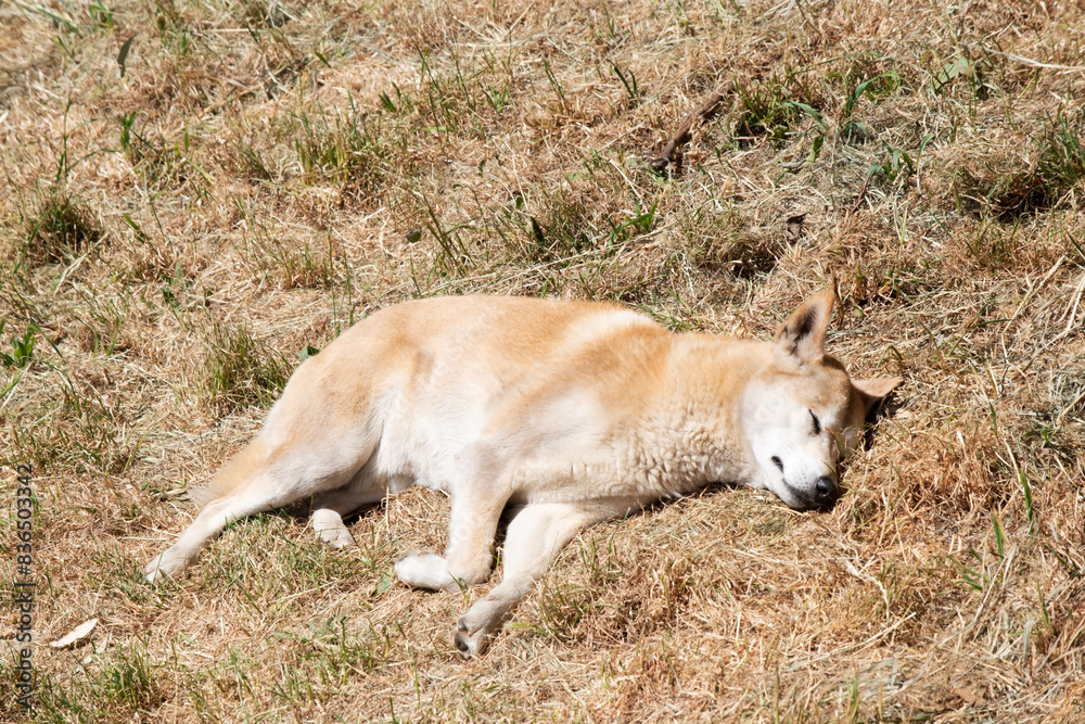 the dingo is sleeping on the grass