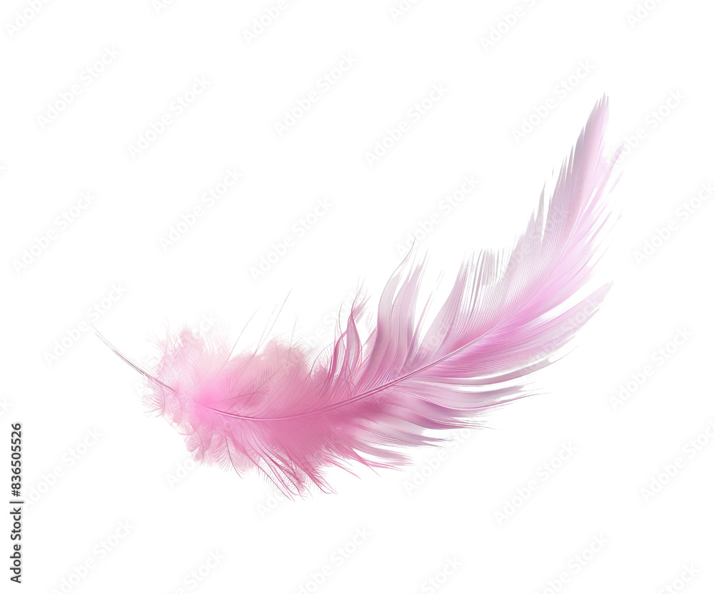 A soft pink feather isolated on a white background A soft pink feather isolated on a white background
