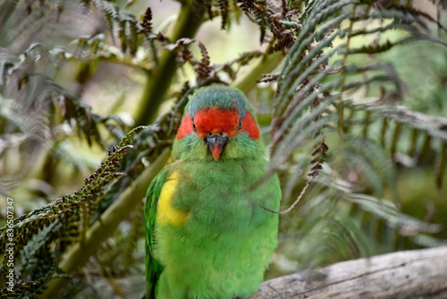 The musk lorikeet is mainly green and it is identified by its red forehead, blue crown and a distinctive yellow band on its wing. photo