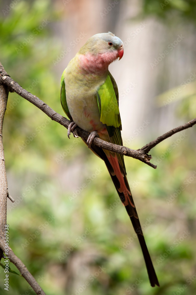 the princess Alexandra parrot has a pink neck and a light blue head and green wings the princess Alexandra parrot has a pink neck and a light blue head and green wings