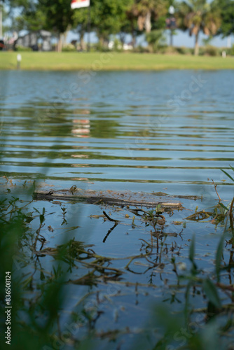 grass and reflection