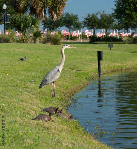 heron by the water