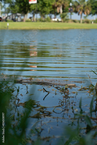grass and water reflection