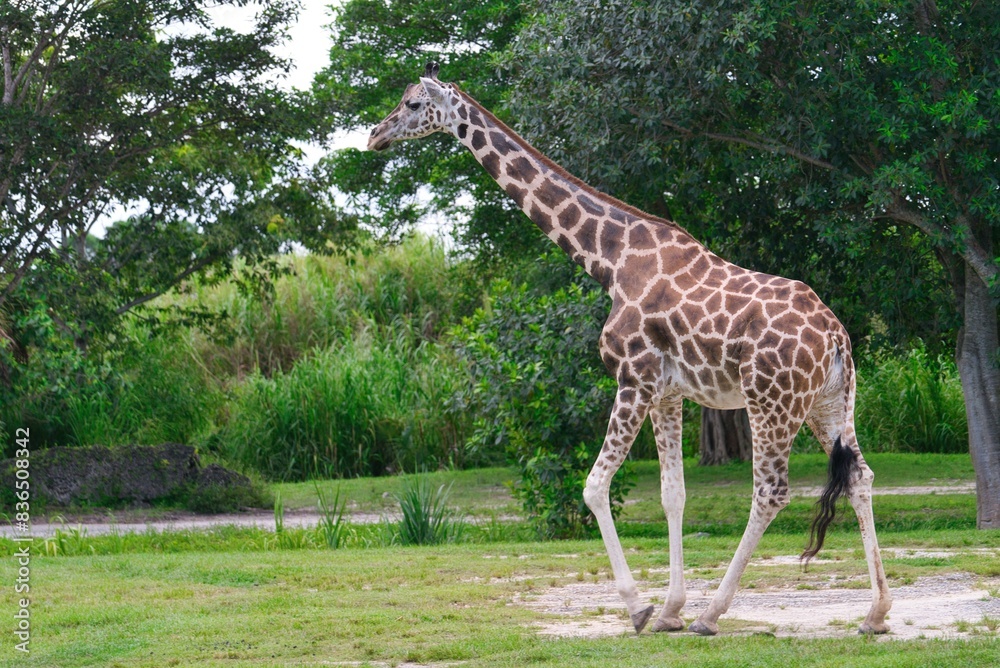 The giraffe, the tallest land animal, has a long neck and legs, distinctive coat patterns, and a prehensile tongue. Native to Africa, they graze on treetops and live in savannas. The giraffe, the tallest land animal, has a long neck and legs, distinctive coat patterns, and a prehensile tongue. Native to Africa, they graze on treetops and live in savannas.