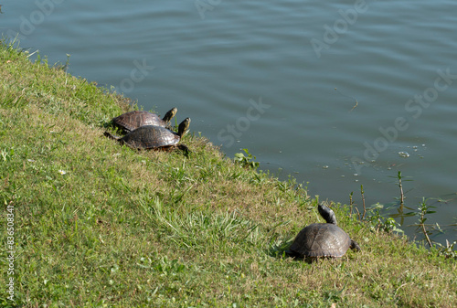 turtling around