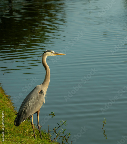 great blue heron